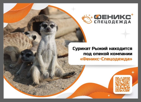 МПЦ "Феникс" взял на себя заботу о леопарде и сурикате