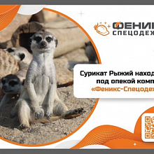 МПЦ "Феникс" взял на себя заботу о леопарде и сурикате